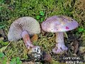 Cortinarius sodagnitus-amf677